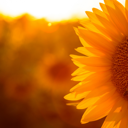 Sunflower Fields